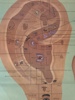 Affisch, "Auricular Points Chart".