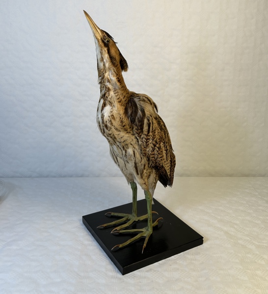 Rördrom, uppstoppad.