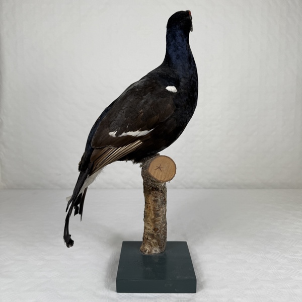 Orre, uppstoppad, Konservator B. Kalling.