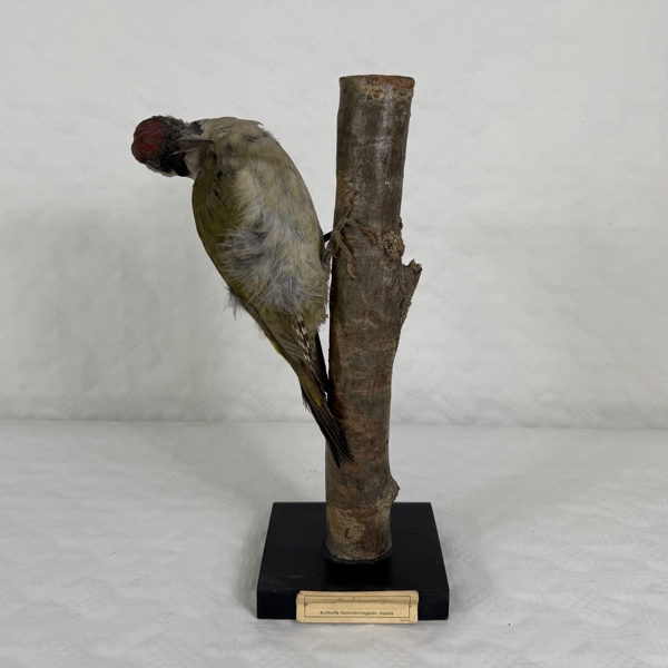 Gröngöling, uppstoppad, Kolthoffs naturaliemagasin.