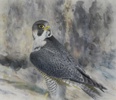 Roland Jonsson, färglitografi, pilgrimsfalk, 114/310.