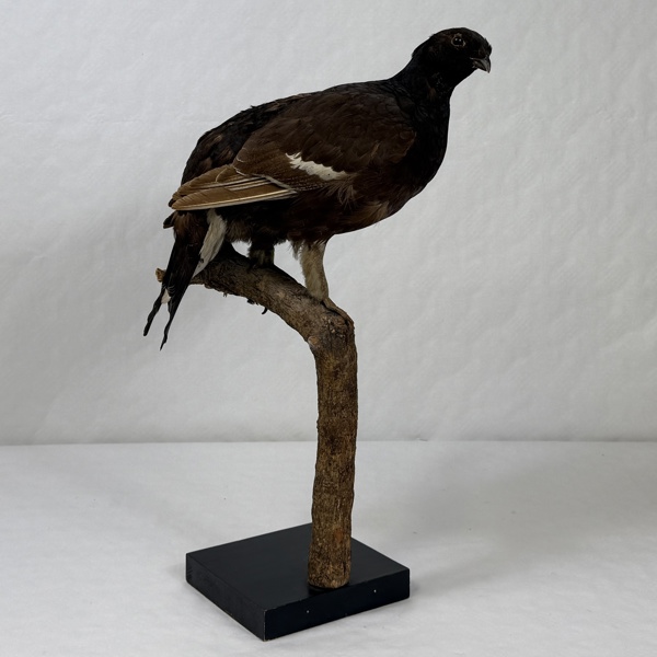 Orre, uppstoppad, 1900 tal.