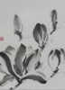 Laura Wawerczak. "Magnolia" Sumi-E ink, Japan.