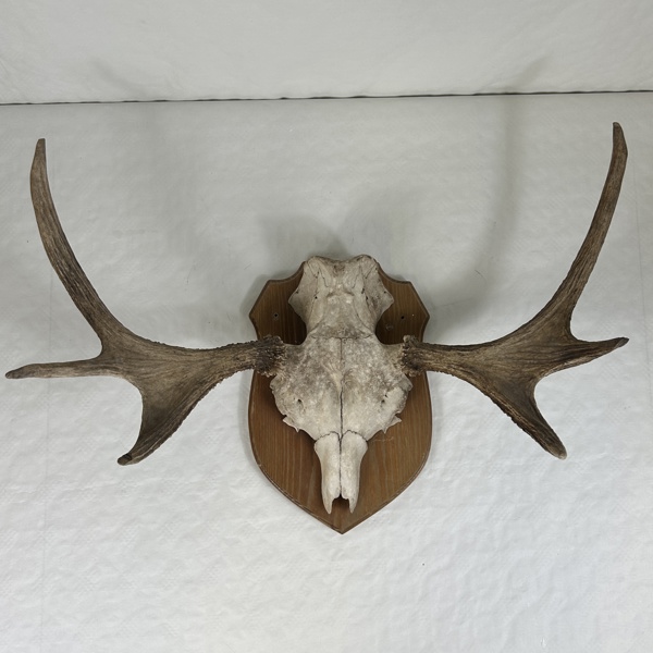 Jakttrofé, älg, 1900-tal.