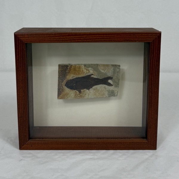 Fossil, inramad.