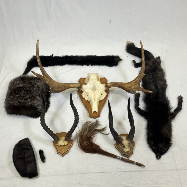 Jakttrofé, älghorn, 7-taggare, m.m.
