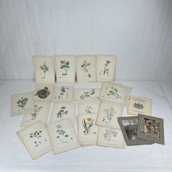 Litografiska tryck av växter, 1900-talets första hälft.