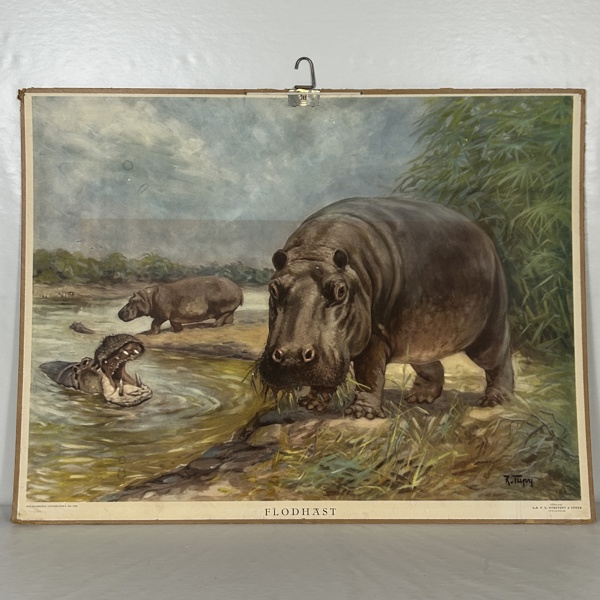 Skolplansch, "Flodhäst", 1948.