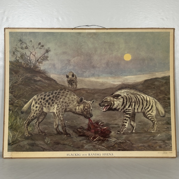 Skolplansch, "Fläckig och Randig Hyena", 1948.