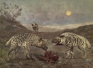 Skolplansch, "Fläckig och Randig Hyena", 1948.