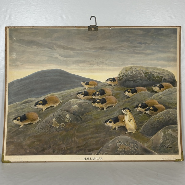 Skolplansch, "Fjällämlar", 1932.