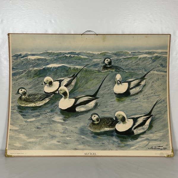 Skolplansch, "Alfågel", 1929.