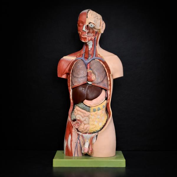 Anatomisk modell, 1900-tal.