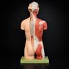 Anatomisk modell, 1900-tal.