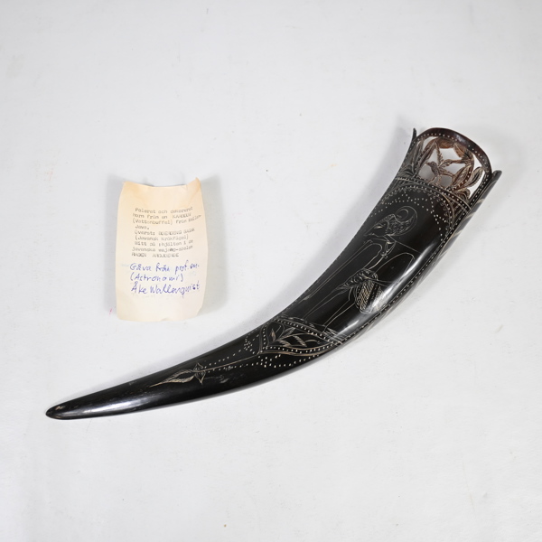 Horn från en vattenbuffel, Java, Indonesien. 