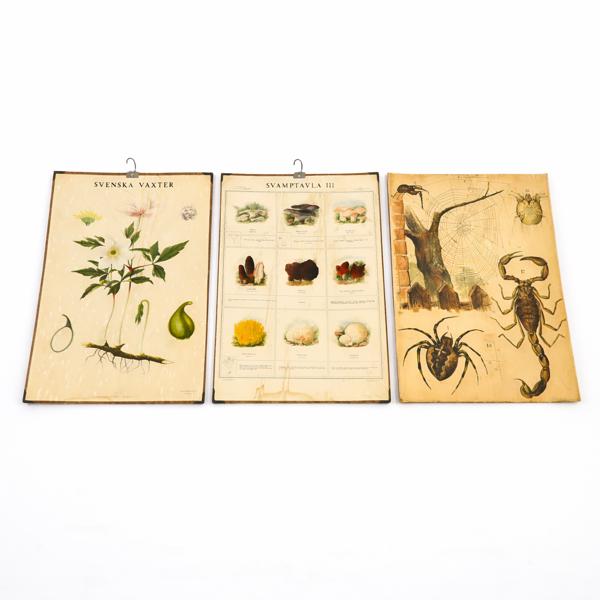 Skolplanscher, 3st, 1900-tal.