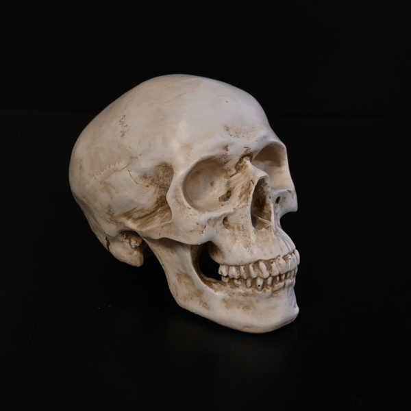 Sparbössa i form av kranium, 1900 tal.