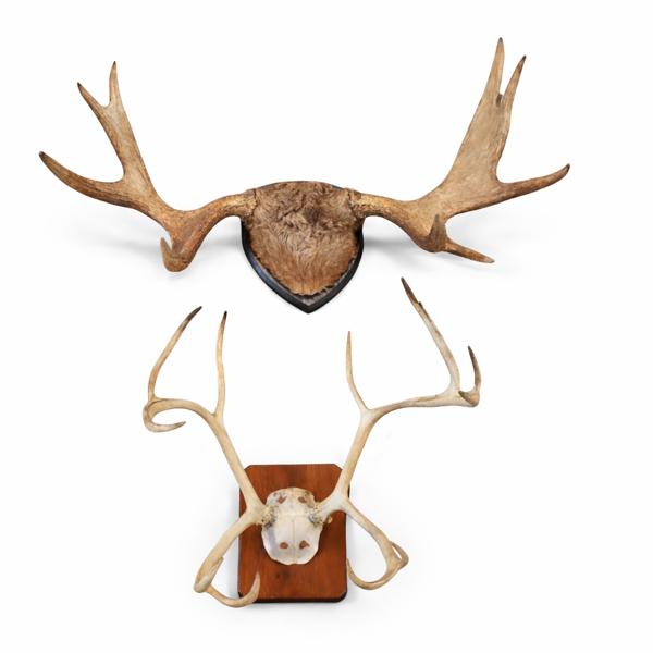 Jakttroféer, 2st, älghorn & renhorn.