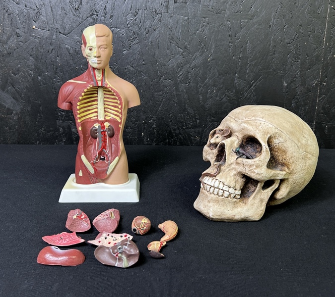 Anatomisk modell och dödskalle