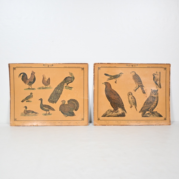 Skolplanscher, 2st, 1900-tal. 