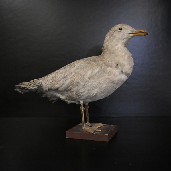Fiskmås, uppstoppad. 
