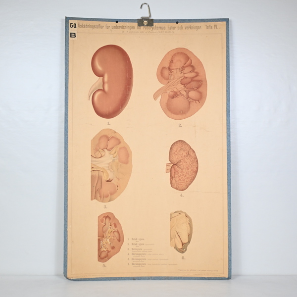 Skolplansch, levern, 1900-tal.