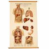Plansch, "Anatomiska Väggtavlor", Norstedt & Söner.