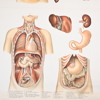 Plansch, "Anatomiska Väggtavlor", Norstedt & Söner.