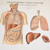 Plansch, "Anatomiska Väggtavlor", Norstedt & Söner.