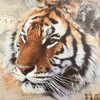 Tavla föreställande tiger, tryck. 