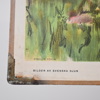 Skolplanscher, 2st, "Bilder av svenska djur", 1900-tal.