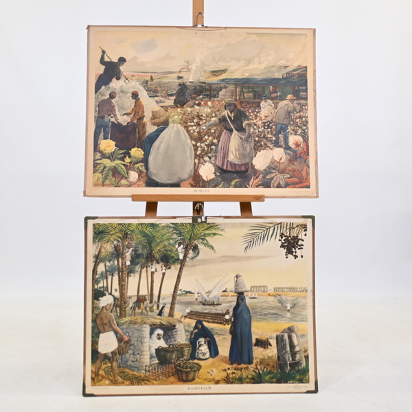 Skolplanscher, 2st, "Dadelpalm" och "Bomull", 1900-tal.