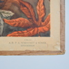 Skolplanscher, 2st, "Dadelpalm" och "Bomull", 1900-tal.