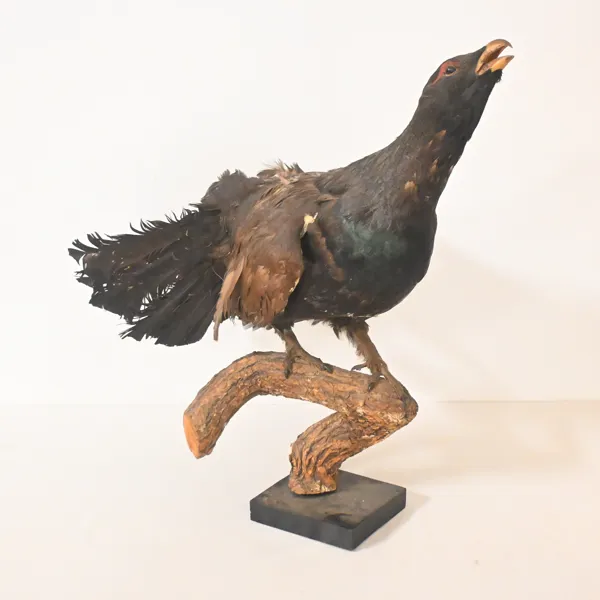 Tjäder monterad på gren, uppstoppad, 1900-tal.