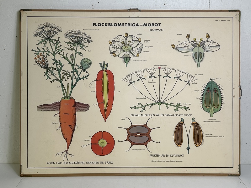 Skolplansch Flockblomstriga-Morot 