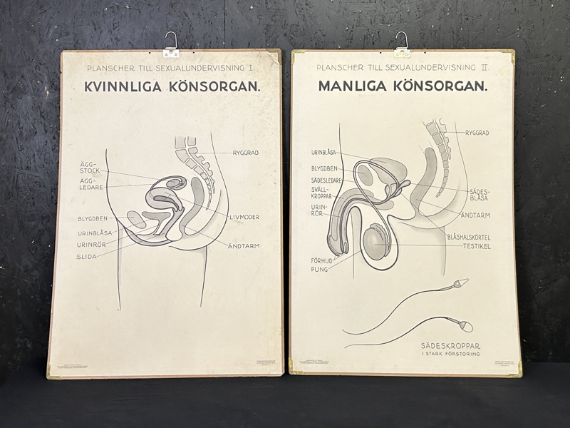 Skolplanscher till sexualundervisningen I och II 