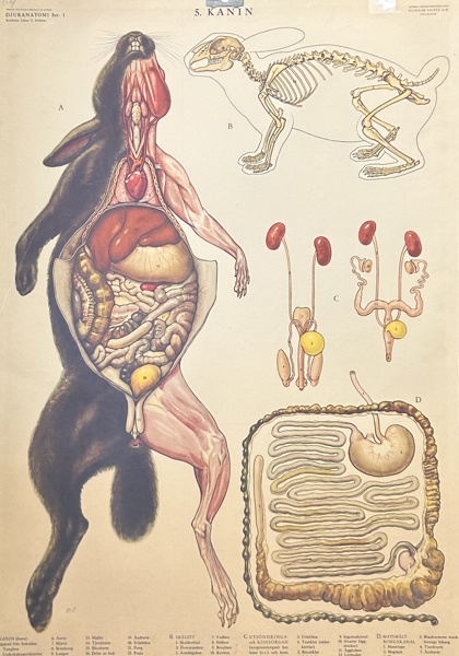 Skolplansch Kanin djuranatomi
