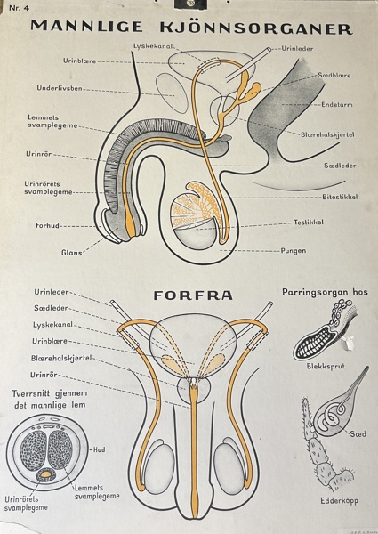 Skolplansch Norge, manlige könnsorganer