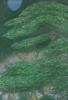 8080b_8dd5d657d6b3cb8_sm.jpeg